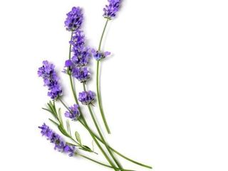 Syrop lawendowy  25 gr