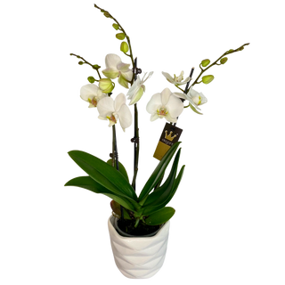 Orhidee Phalaenopsis