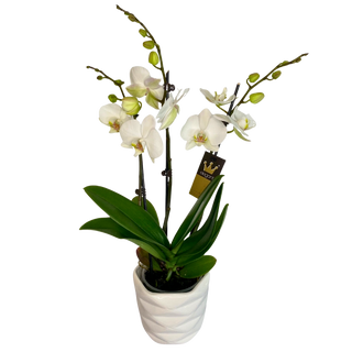 Orhidee Phalaenopsis