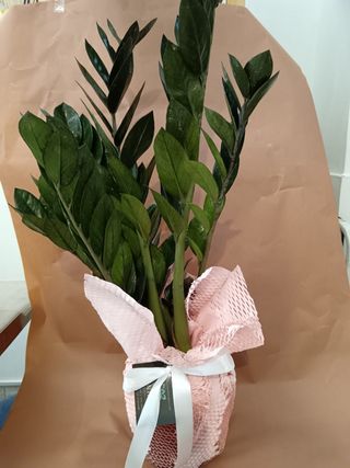 Zamia