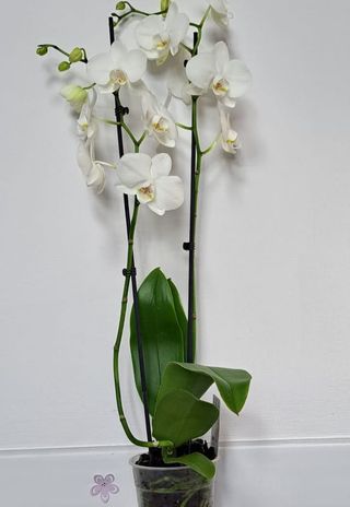 Ghiveci Orhidee Alba