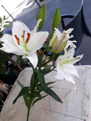 Lilium normale singolo