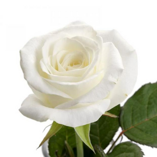 Cutie 5 trandafiri albi