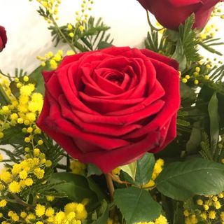 7 Rose Rosse 80cm con mimosa
