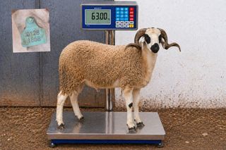 01281858 - 63 Kg