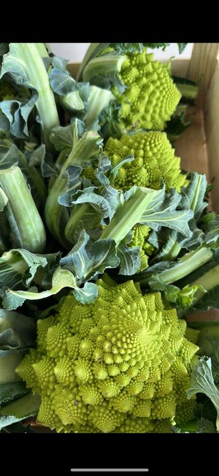 Broccolo romano al pezzo