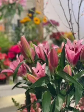 Ramo Lilium Rosa