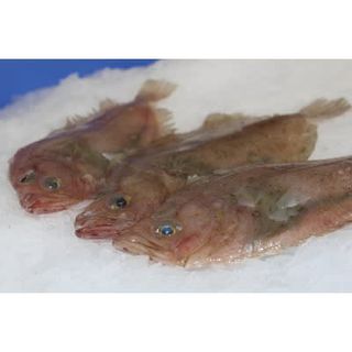 Gallos De Ración de vigo  (1 kg.)