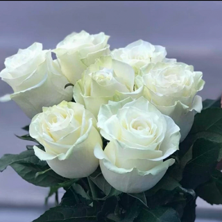 Bukiet 7 białych róż EKWADOR 