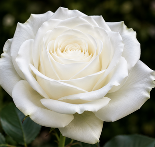Rosa Blanca Unidad