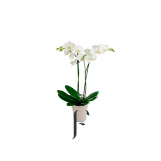 Orquidea con cerámica