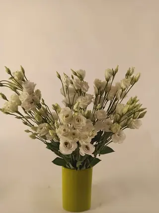 Lisantus bianco