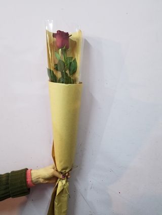 წითელი ჰოლანდიური ვარდი