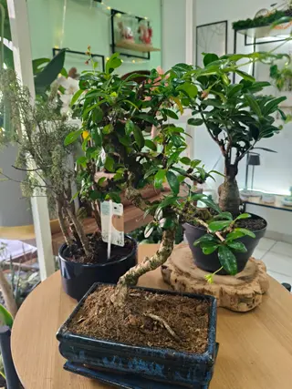 Bonsai Carmona giapponese