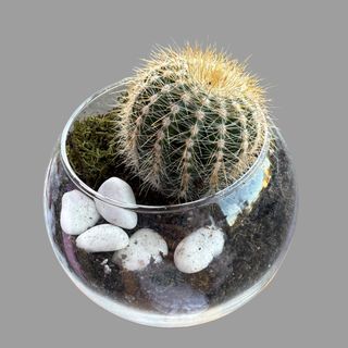 Kaktus w szkle 