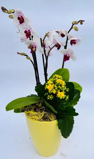 Aranjament plante in vas ceramic