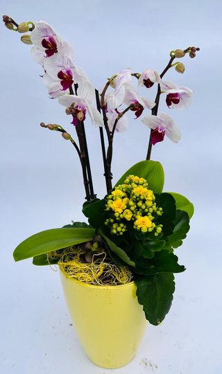 Aranjament plante in vas ceramic