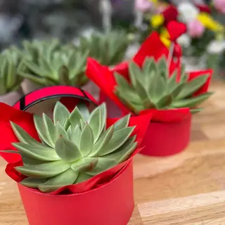  Echeveria în cutie