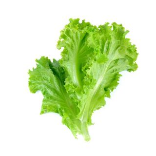 Lechuga