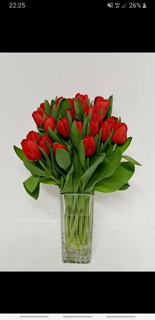 20 Pezzi tulipani rossi