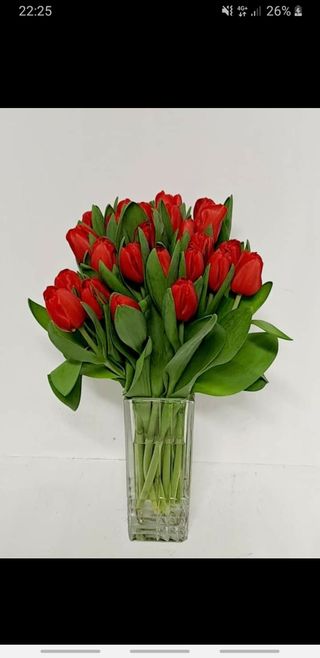20 pezzi tulipani rosso extra bouquet 
