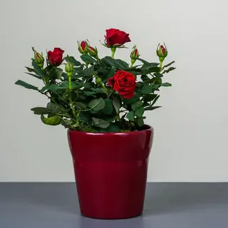 Mini-roze ghiveci