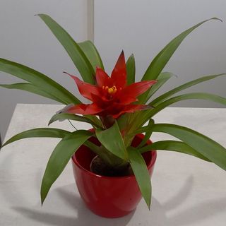 Guzmanija + doniczka ceramiczna