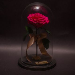 Trandafir Criogenat Fuchsia Mare în Cupolă