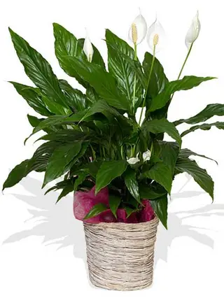 Planta Spatiphilium .