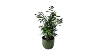 Palm tree
