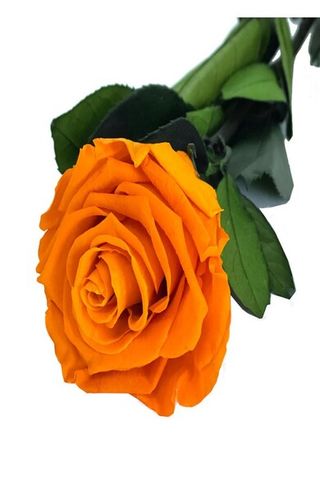 Rosa Eterna Naranja