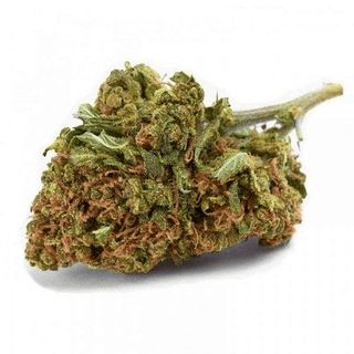 BZ1 - Greenhouse 10G