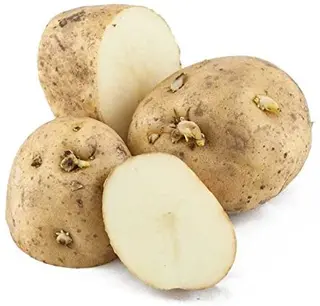Patata Kennebeck