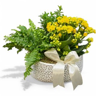 Aranjament cu Kalanchoe, Feriga, si Eumonymus