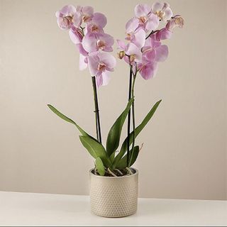 Orchidea alta sulla tonalità del rosa o simile con vaso di ceramica