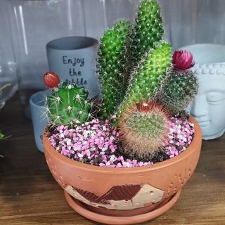 Centro De Cactus Variados