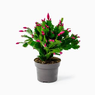 Schlumbergera (Cato-de-Natal)