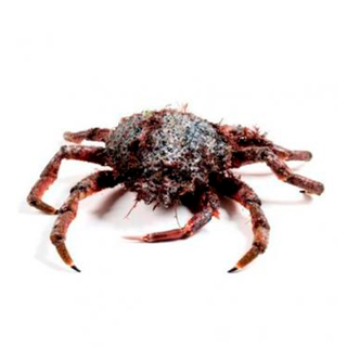 Centollo De Mar Vivo 1 Kg.