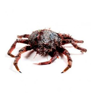 Centollo De Mar Vivo 1 Kg.