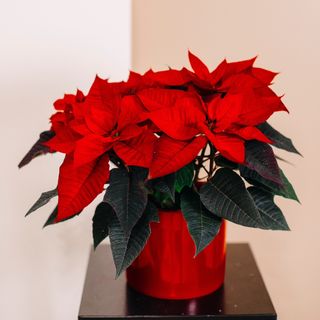 Craciunita in ghiveci ceramic rosu