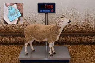 06349304 - 73 Kg
