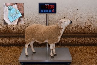 06349304 - 73 Kg