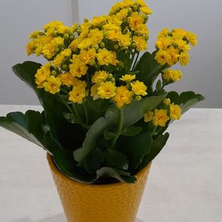 Kalanchoje zółte + doniczka ceramiczna