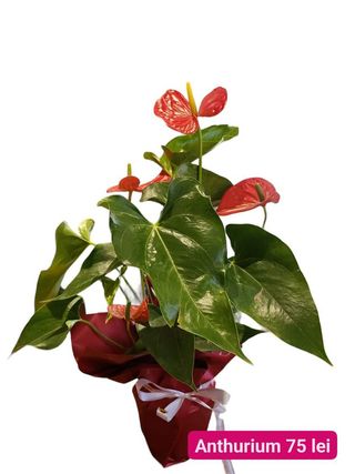 Anthurium