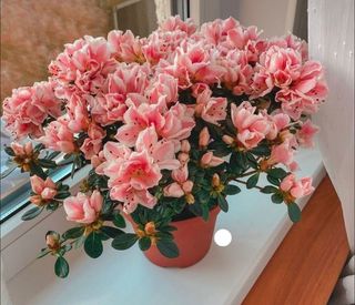 Pianta azalea