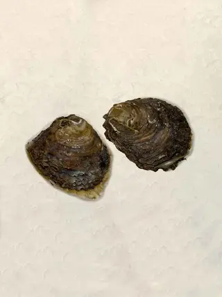 Ostra Especial Galicia (1 Ud.)