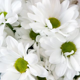 Хризантема ромашка, 1шт