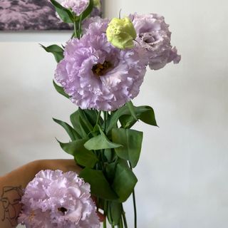 Eustoma fioletowa
