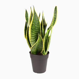 Sansevieria (Espada de S. Jorge)
