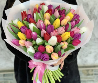 100 ჰოლანდიური ტიტა